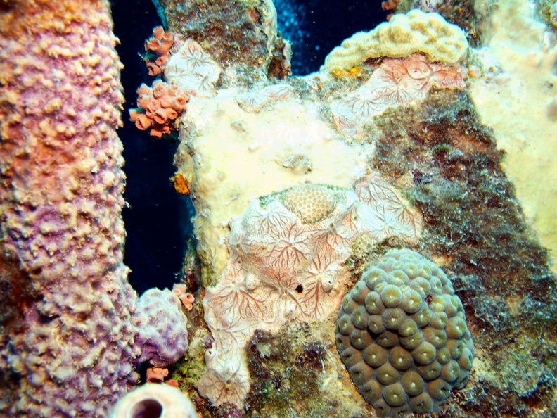IMG_3876 Corals.jpg